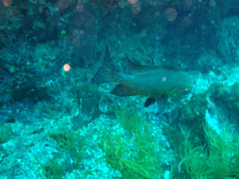 MaLaYsIa_-_PaLaU_SiPaDaN_-_PaLaU_MaBuL_126.JPG
