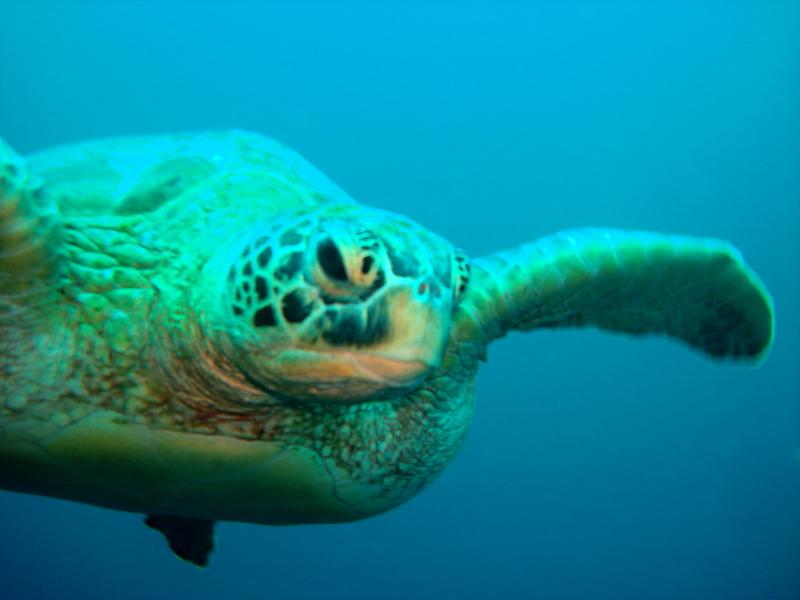 MaLaYsIa_-_PaLaU_SiPaDaN_-_PaLaU_MaBuL_128.JPG