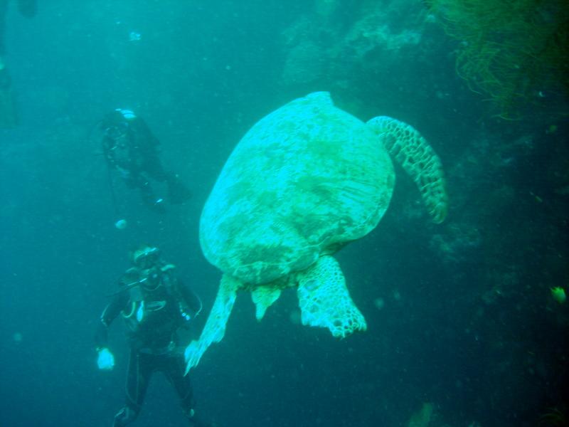 MaLaYsIa_-_PaLaU_SiPaDaN_-_PaLaU_MaBuL_130.JPG