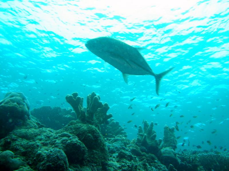 MaLaYsIa_-_PaLaU_SiPaDaN_-_PaLaU_MaBuL_133.JPG