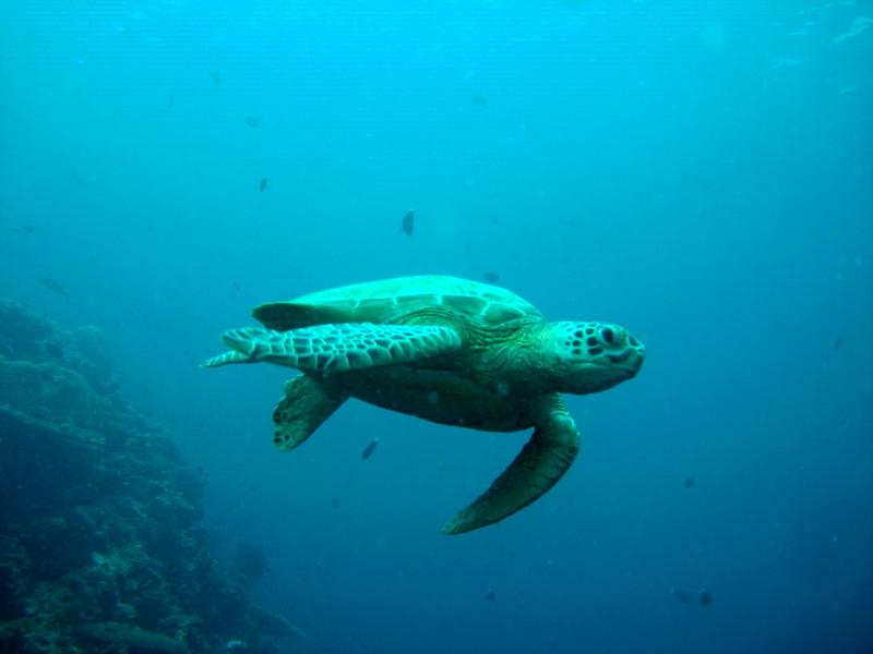 MaLaYsIa_-_PaLaU_SiPaDaN_-_PaLaU_MaBuL_134.JPG