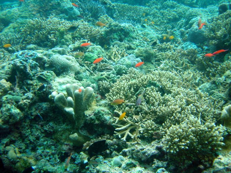 MaLaYsIa_-_PaLaU_SiPaDaN_-_PaLaU_MaBuL_136.JPG