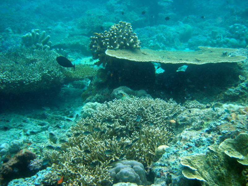MaLaYsIa_-_PaLaU_SiPaDaN_-_PaLaU_MaBuL_138.JPG
