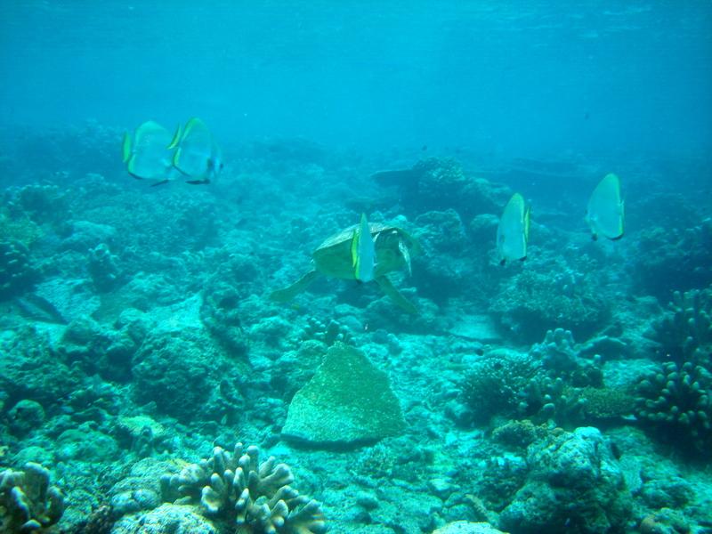 MaLaYsIa_-_PaLaU_SiPaDaN_-_PaLaU_MaBuL_143.JPG