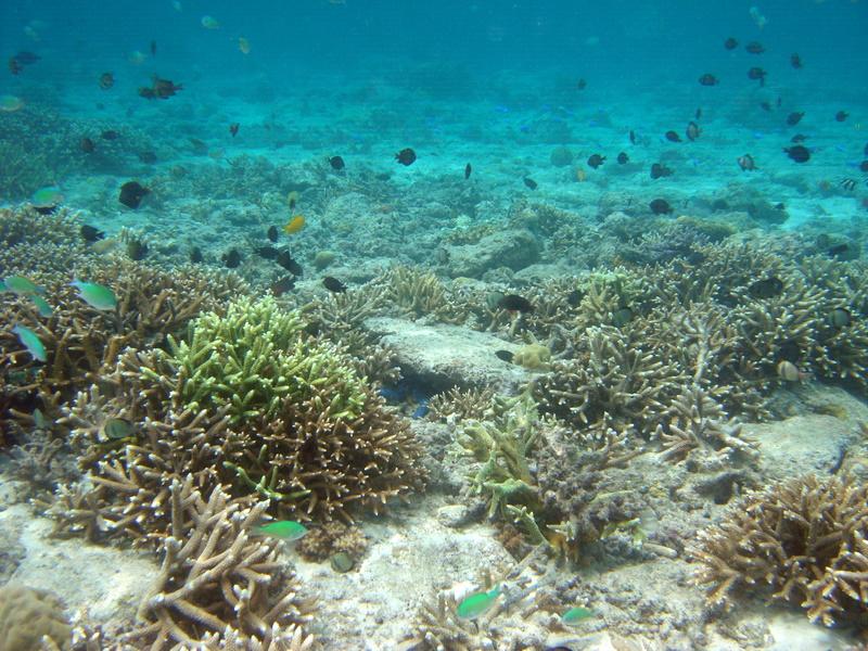MaLaYsIa_-_PaLaU_SiPaDaN_-_PaLaU_MaBuL_157.JPG