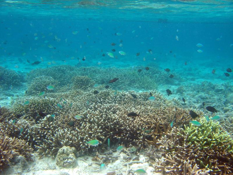 MaLaYsIa_-_PaLaU_SiPaDaN_-_PaLaU_MaBuL_158.JPG
