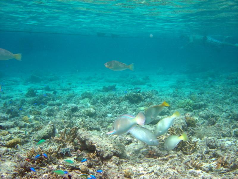MaLaYsIa_-_PaLaU_SiPaDaN_-_PaLaU_MaBuL_160.JPG