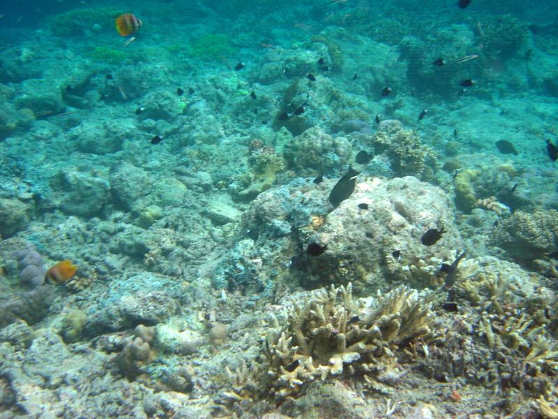 MaLaYsIa_-_PaLaU_SiPaDaN_-_PaLaU_MaBuL_168.JPG