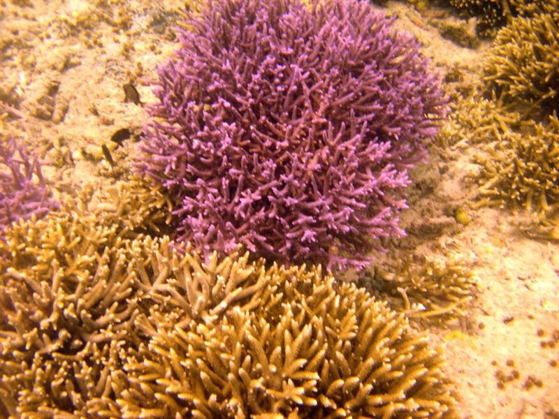 MaLaYsIa_-_PaLaU_SiPaDaN_-_PaLaU_MaBuL_171.JPG