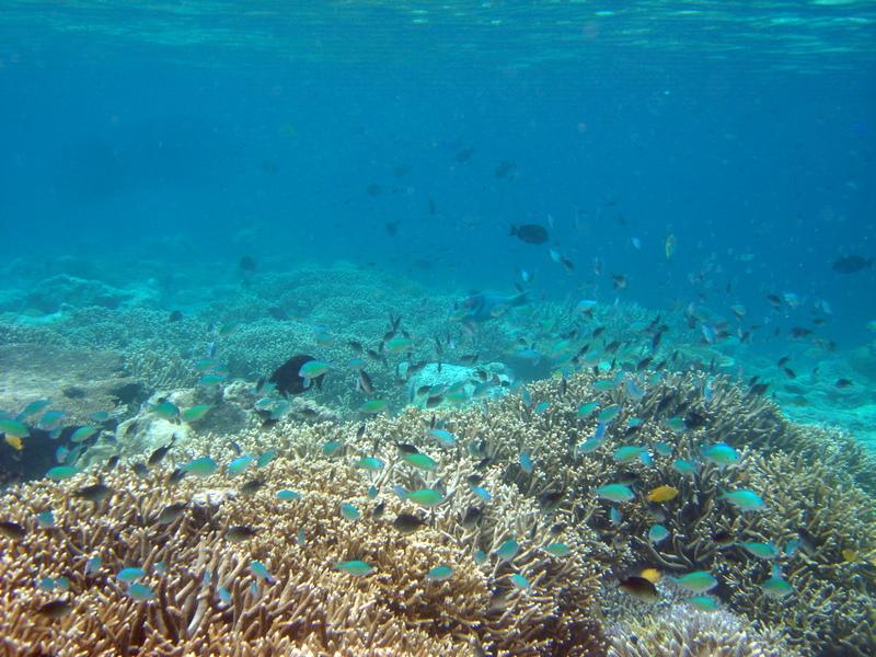 MaLaYsIa_-_PaLaU_SiPaDaN_-_PaLaU_MaBuL_174.JPG