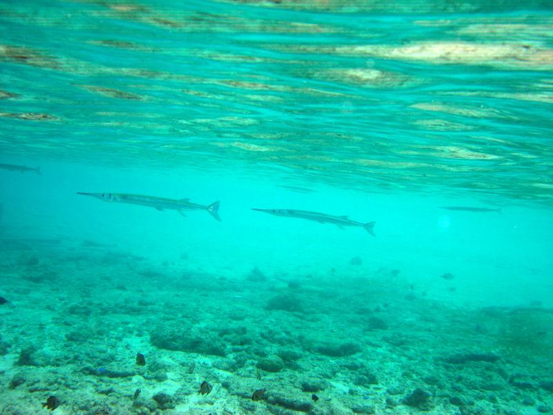 MaLaYsIa_-_PaLaU_SiPaDaN_-_PaLaU_MaBuL_180.JPG
