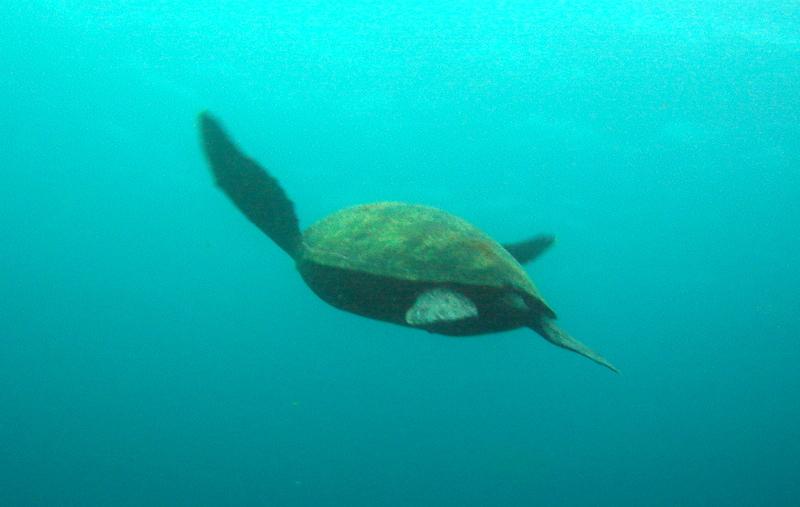 MaLaYsIa_-_PaLaU_SiPaDaN_-_PaLaU_MaBuL_186.JPG