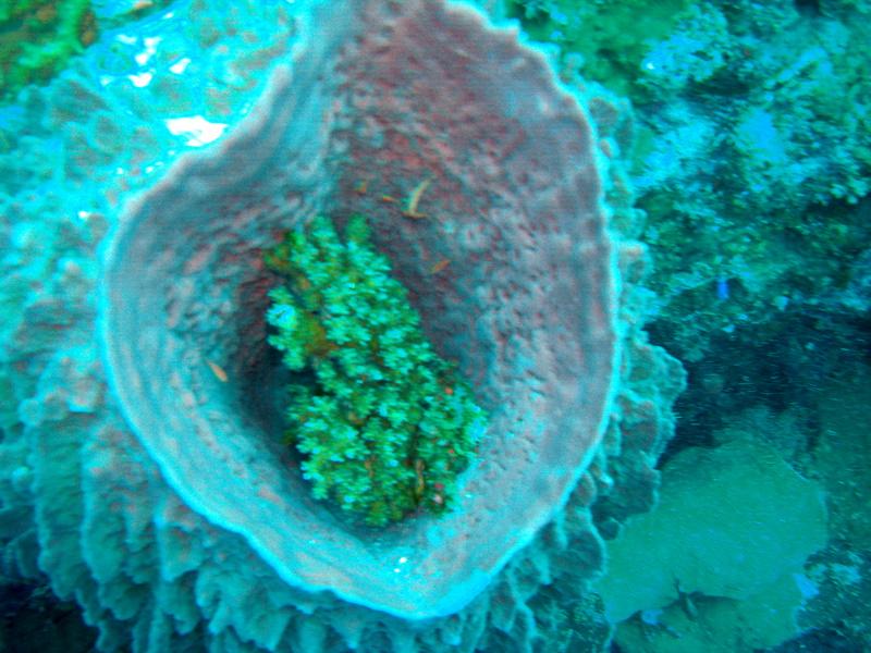 MaLaYsIa_-_PaLaU_SiPaDaN_-_PaLaU_MaBuL_187.JPG