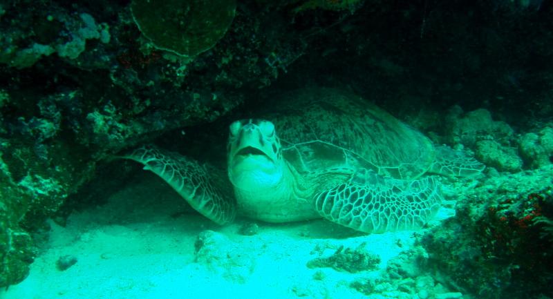 MaLaYsIa_-_PaLaU_SiPaDaN_-_PaLaU_MaBuL_190.JPG