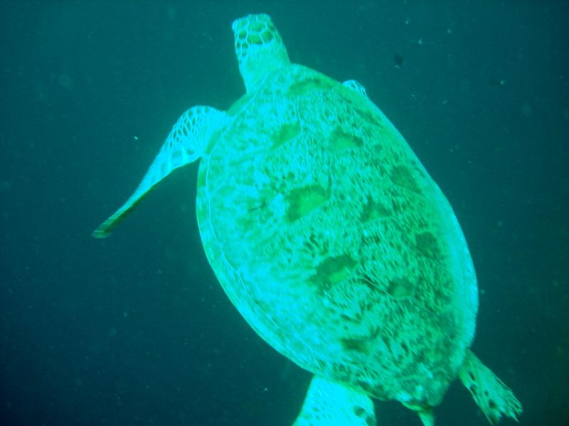 MaLaYsIa_-_PaLaU_SiPaDaN_-_PaLaU_MaBuL_193.JPG