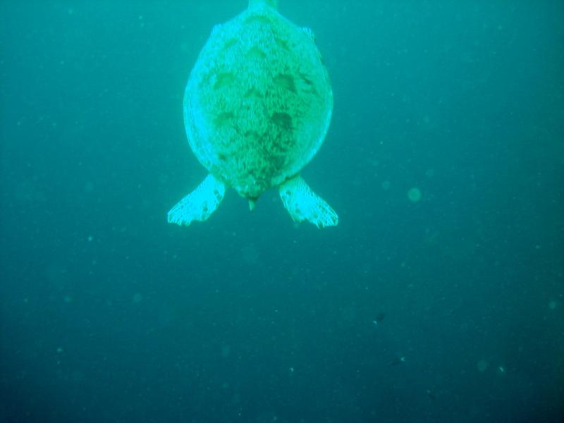 MaLaYsIa_-_PaLaU_SiPaDaN_-_PaLaU_MaBuL_194.JPG