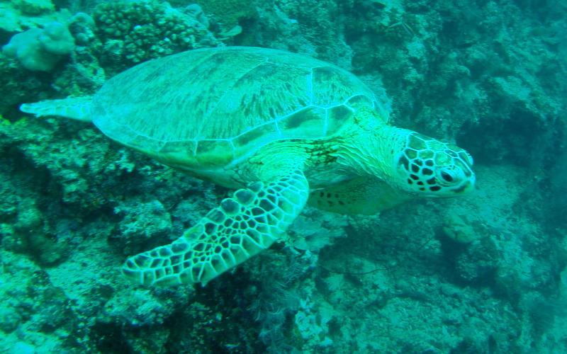MaLaYsIa_-_PaLaU_SiPaDaN_-_PaLaU_MaBuL_200.JPG