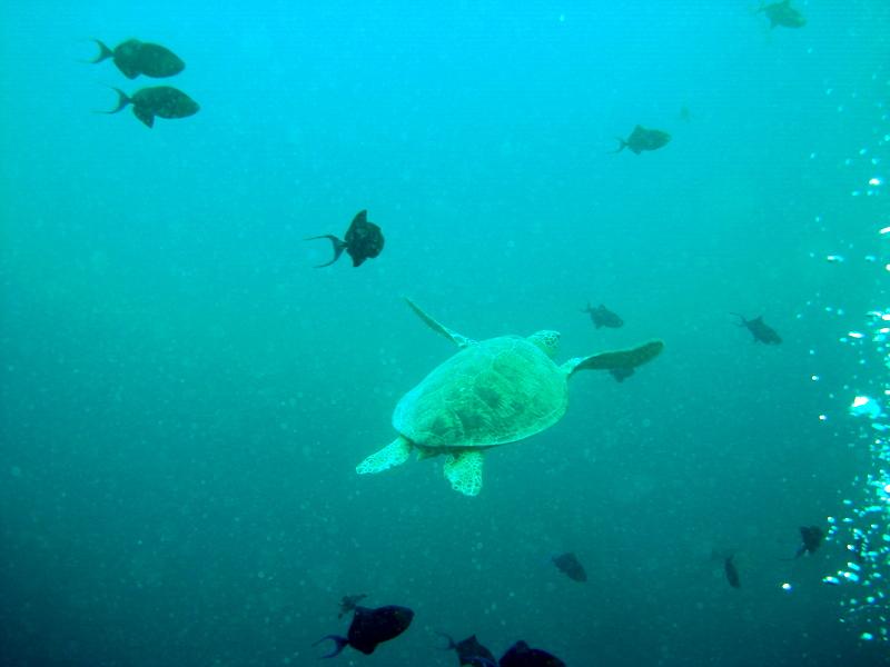 MaLaYsIa_-_PaLaU_SiPaDaN_-_PaLaU_MaBuL_203.JPG