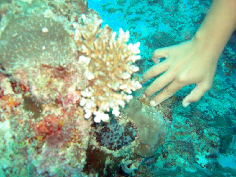 MaLaYsIa_-_PaLaU_SiPaDaN_-_PaLaU_MaBuL_268.JPG