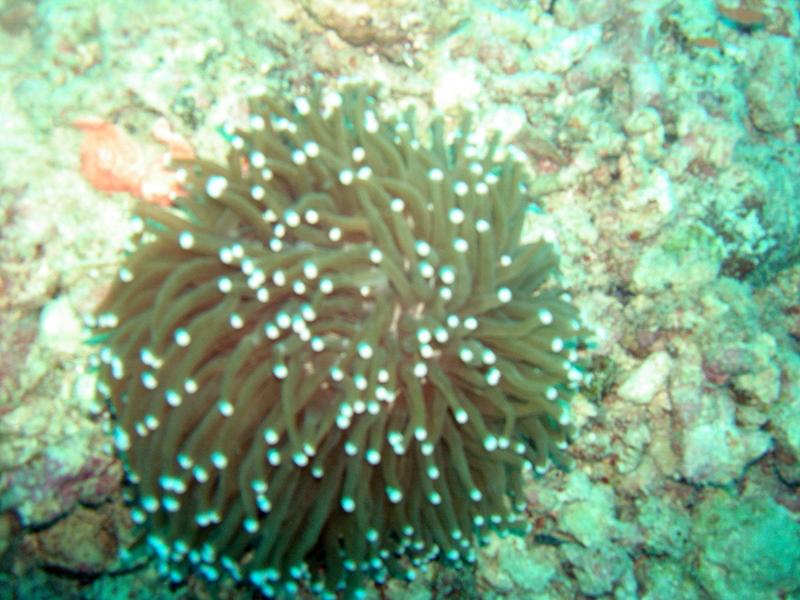 MaLaYsIa_-_PaLaU_SiPaDaN_-_PaLaU_MaBuL_280.JPG