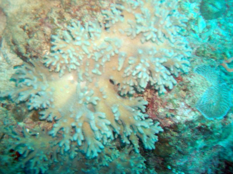MaLaYsIa_-_PaLaU_SiPaDaN_-_PaLaU_MaBuL_282.JPG