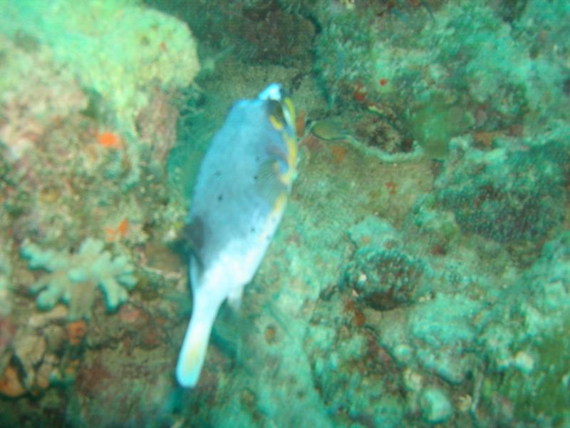MaLaYsIa_-_PaLaU_SiPaDaN_-_PaLaU_MaBuL_284.JPG