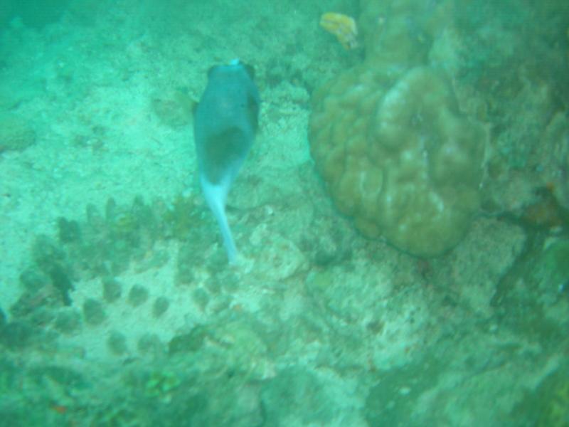 MaLaYsIa_-_PaLaU_SiPaDaN_-_PaLaU_MaBuL_310.JPG