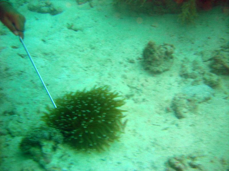 MaLaYsIa_-_PaLaU_SiPaDaN_-_PaLaU_MaBuL_352.JPG