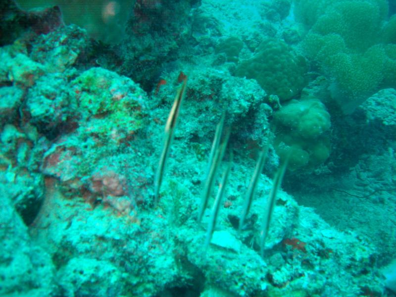 MaLaYsIa_-_PaLaU_SiPaDaN_-_PaLaU_MaBuL_365.JPG