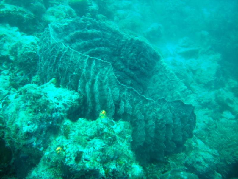 MaLaYsIa_-_PaLaU_SiPaDaN_-_PaLaU_MaBuL_376.JPG