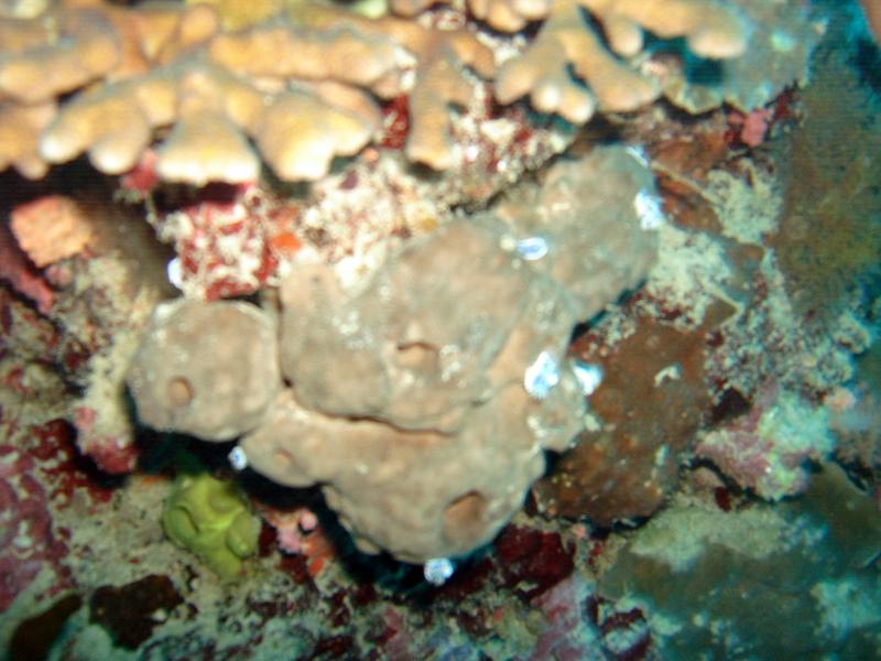 MaLaYsIa_-_PaLaU_SiPaDaN_-_PaLaU_MaBuL_40.JPG