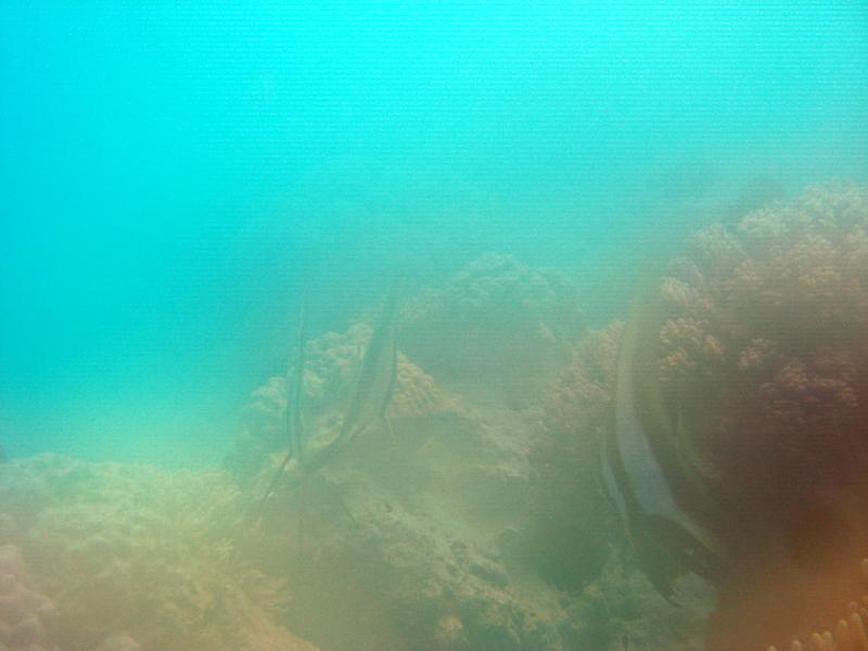 MaLaYsIa_-_PaLaU_SiPaDaN_-_PaLaU_MaBuL_413.JPG