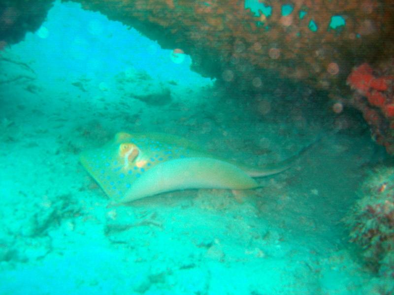 MaLaYsIa_-_PaLaU_SiPaDaN_-_PaLaU_MaBuL_430.JPG
