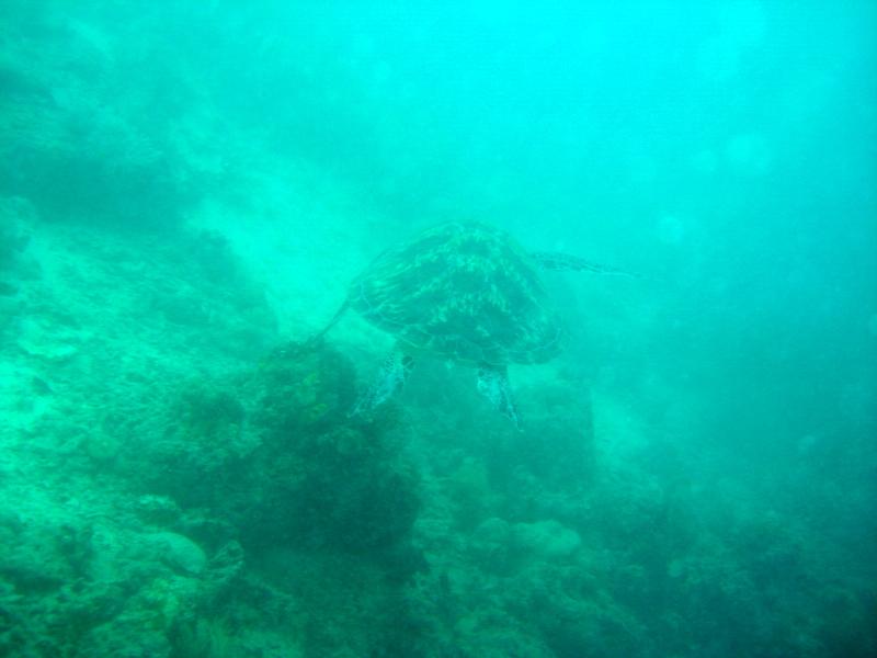MaLaYsIa_-_PaLaU_SiPaDaN_-_PaLaU_MaBuL_438.JPG