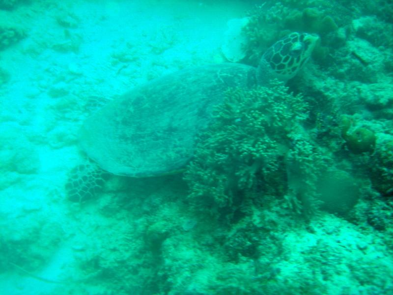 MaLaYsIa_-_PaLaU_SiPaDaN_-_PaLaU_MaBuL_439.JPG