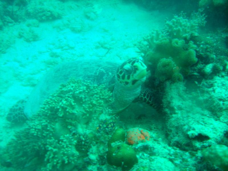 MaLaYsIa_-_PaLaU_SiPaDaN_-_PaLaU_MaBuL_441.JPG