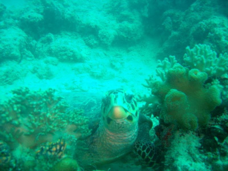 MaLaYsIa_-_PaLaU_SiPaDaN_-_PaLaU_MaBuL_442.JPG