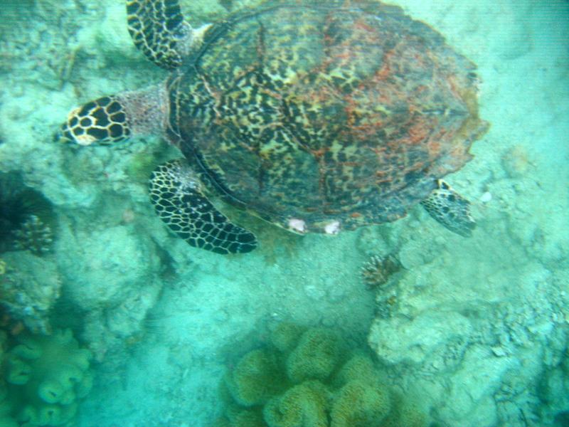 MaLaYsIa_-_PaLaU_SiPaDaN_-_PaLaU_MaBuL_457.JPG