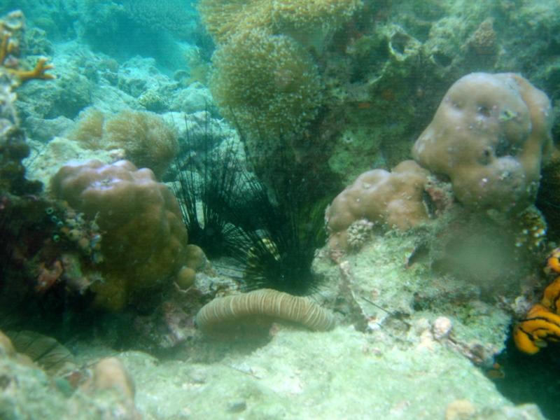 MaLaYsIa_-_PaLaU_SiPaDaN_-_PaLaU_MaBuL_459.JPG
