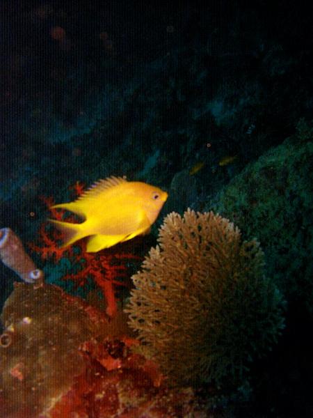 MaLaYsIa_-_PaLaU_SiPaDaN_-_PaLaU_MaBuL_46.JPG