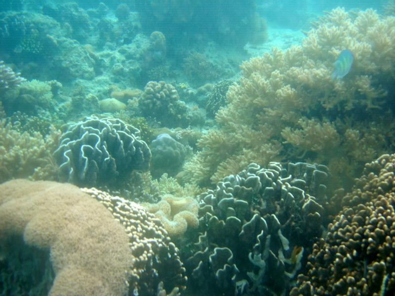 MaLaYsIa_-_PaLaU_SiPaDaN_-_PaLaU_MaBuL_462.JPG