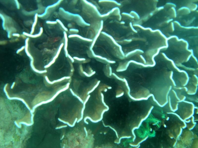MaLaYsIa_-_PaLaU_SiPaDaN_-_PaLaU_MaBuL_463.JPG