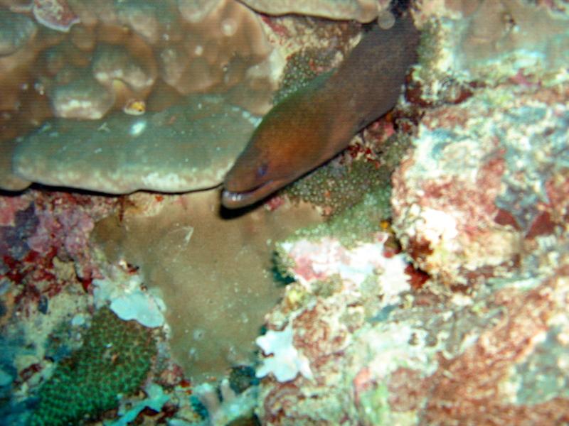 MaLaYsIa_-_PaLaU_SiPaDaN_-_PaLaU_MaBuL_53.JPG