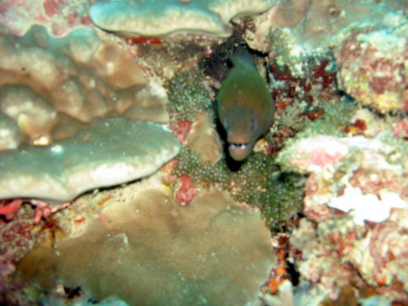 MaLaYsIa_-_PaLaU_SiPaDaN_-_PaLaU_MaBuL_54.JPG