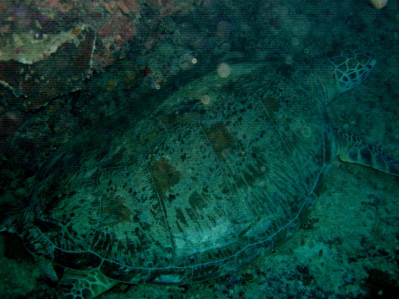 MaLaYsIa_-_PaLaU_SiPaDaN_-_PaLaU_MaBuL_58.JPG