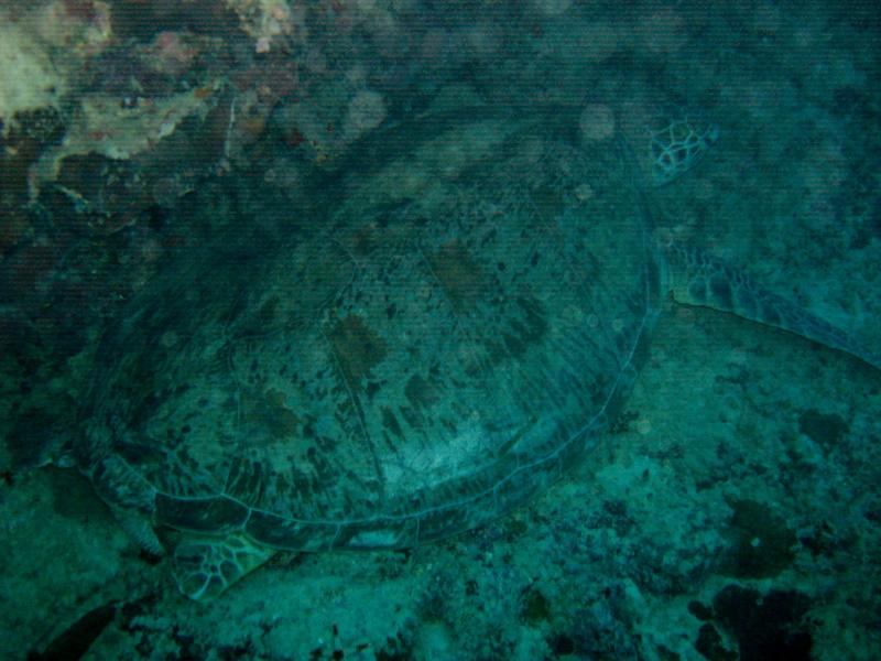 MaLaYsIa_-_PaLaU_SiPaDaN_-_PaLaU_MaBuL_59.JPG