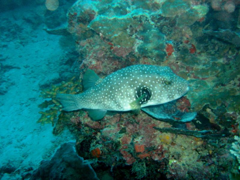 MaLaYsIa_-_PaLaU_SiPaDaN_-_PaLaU_MaBuL_60.JPG