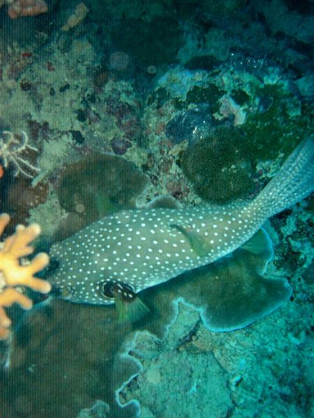 MaLaYsIa_-_PaLaU_SiPaDaN_-_PaLaU_MaBuL_61.JPG