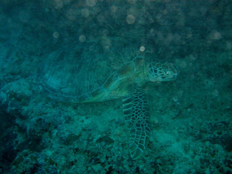 MaLaYsIa_-_PaLaU_SiPaDaN_-_PaLaU_MaBuL_62.JPG