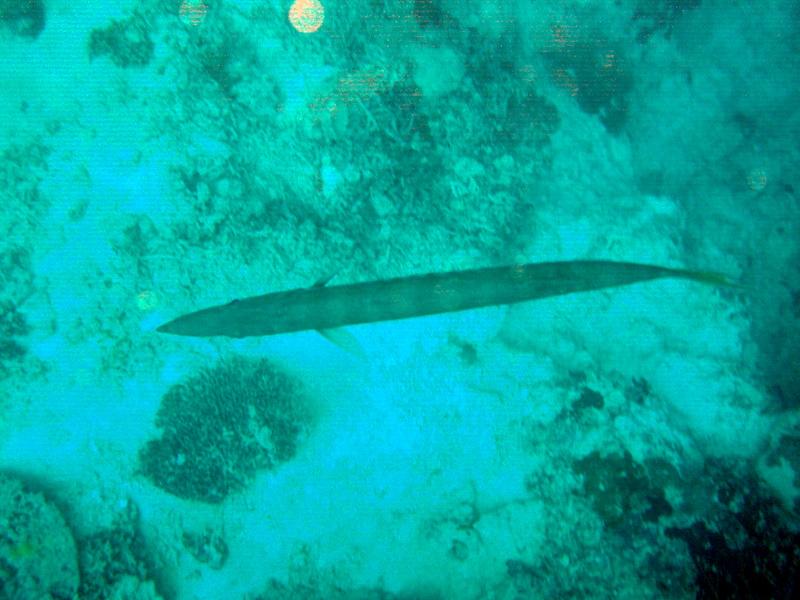 MaLaYsIa_-_PaLaU_SiPaDaN_-_PaLaU_MaBuL_66.JPG